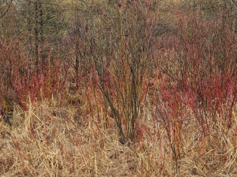 Edward Burtynsky, Natural Order #14, 2020, chromogenic color print, 48 x 64 inches/122 x 162.6 cm