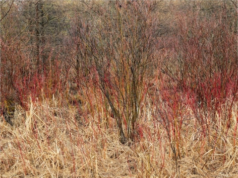 Edward Burtynsky, Natural Order #14, 2020, chromogenic color print, 48 x 64 inches/122 x 162.6 cm