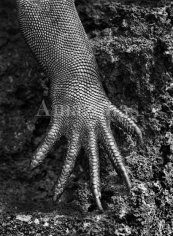 Sebasti&atilde;o Salgado. Marine iguana. Gal&aacute;pagos. Ecuador. 2004. Gelatin silver print. 180 x 125 cm. &copy; Sebasti&atilde;o Salgado/Amazonas Images
