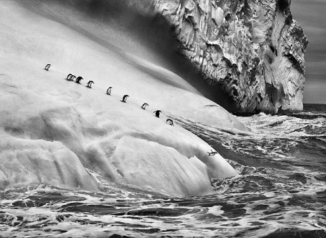 Sebasti&atilde;o Salgado, Chinstrap penguins on an iceberg, between Zavodovski and Visokoi islands, South Sandwich Islands, 2009, gelatin silver print, 24 x 35 inches/61 x 89 cm