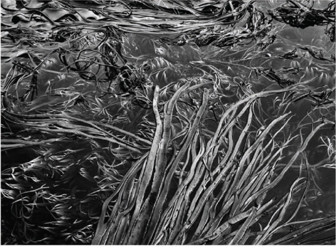 Bull Kelp, Durvillaea, Falkland Islands, 2009, gelatin silver print,&nbsp;50 x 68 inches/127 x 172.7 cm&nbsp;&copy; Sebasti&atilde;o Salgado/Amazonas Images